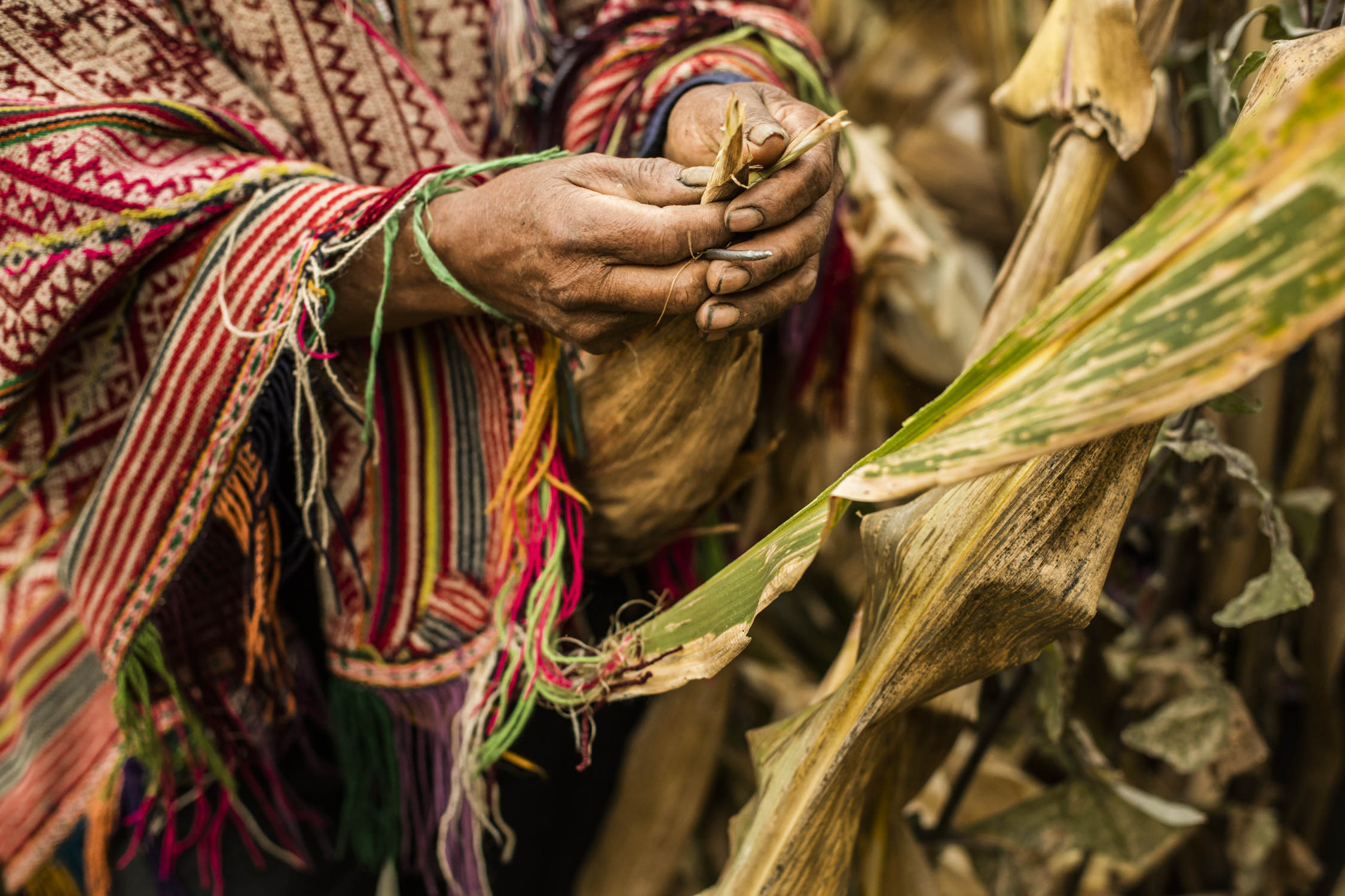 Cosecha web 2018-102