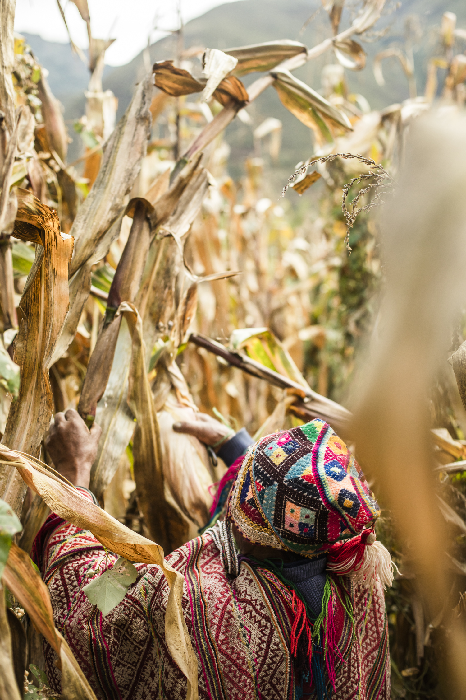 Cosecha web 2018-110