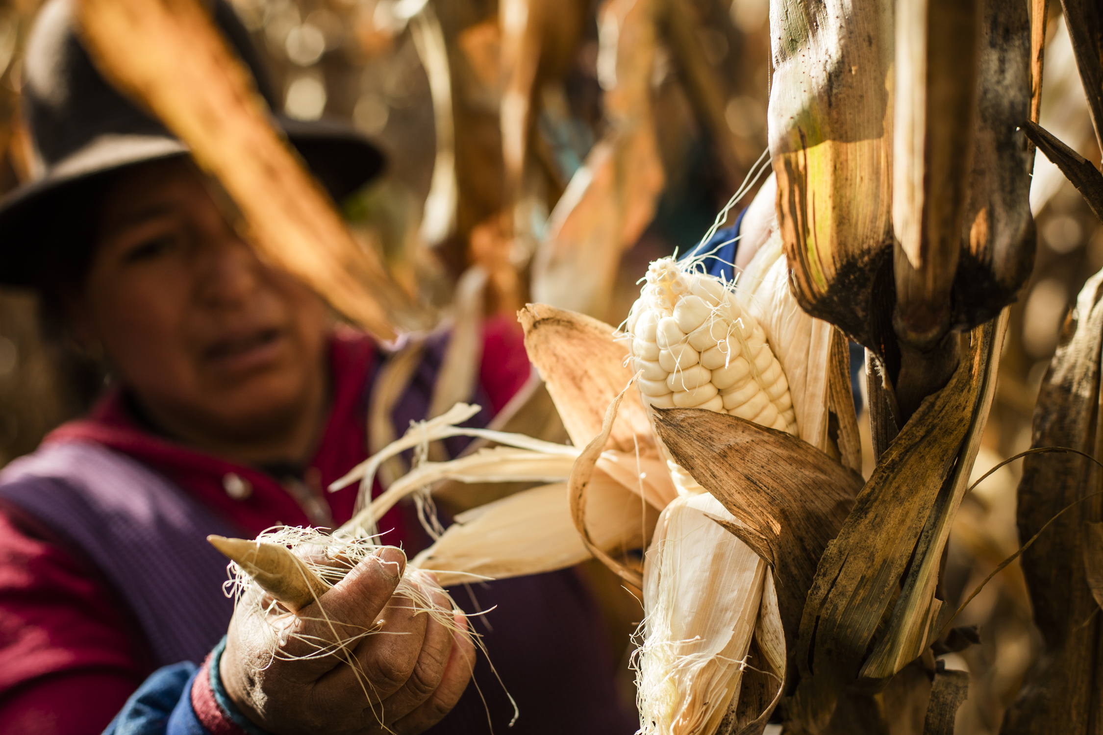 Cosecha web 2018-115