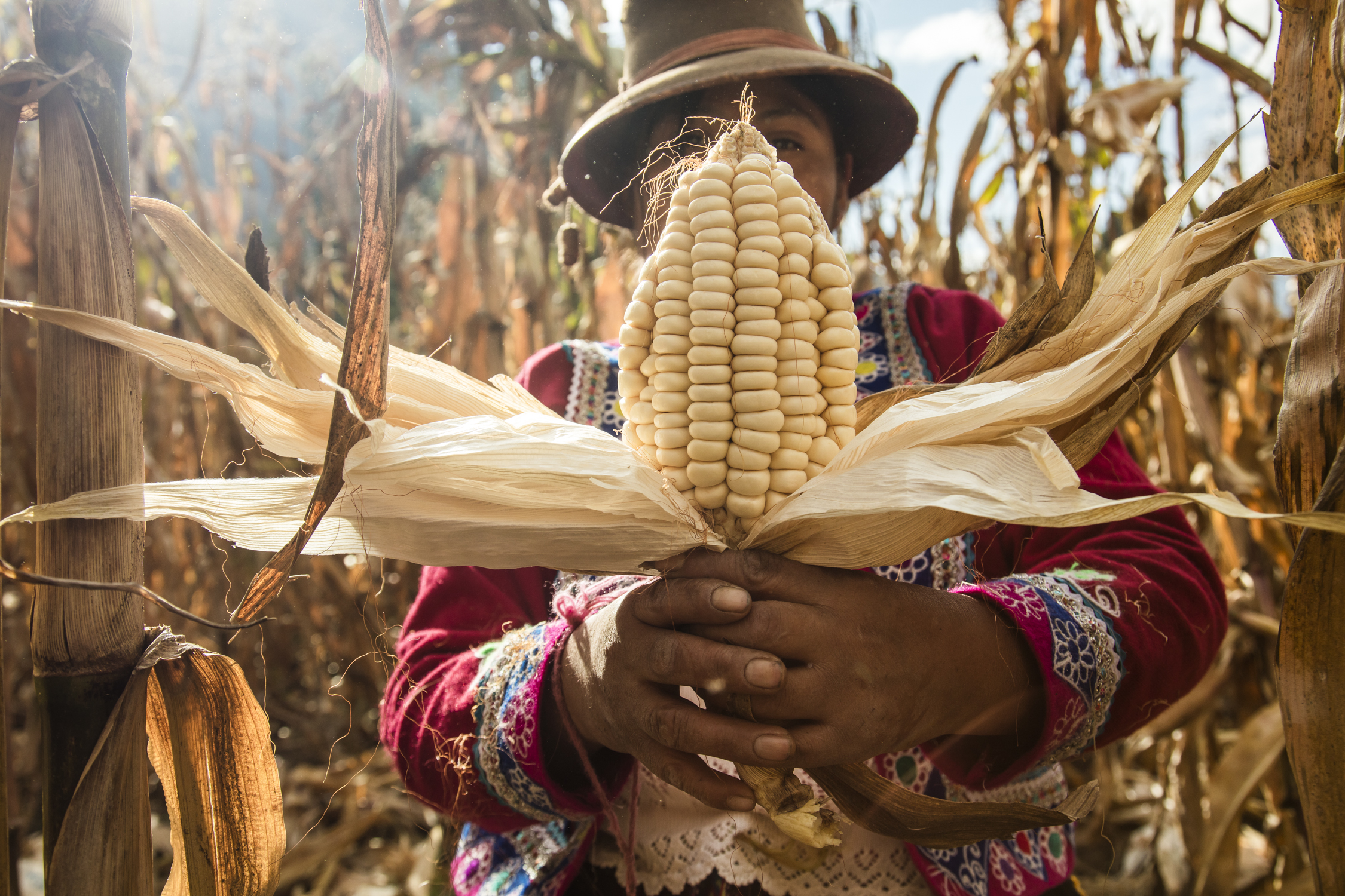 Cosecha web 2018-121