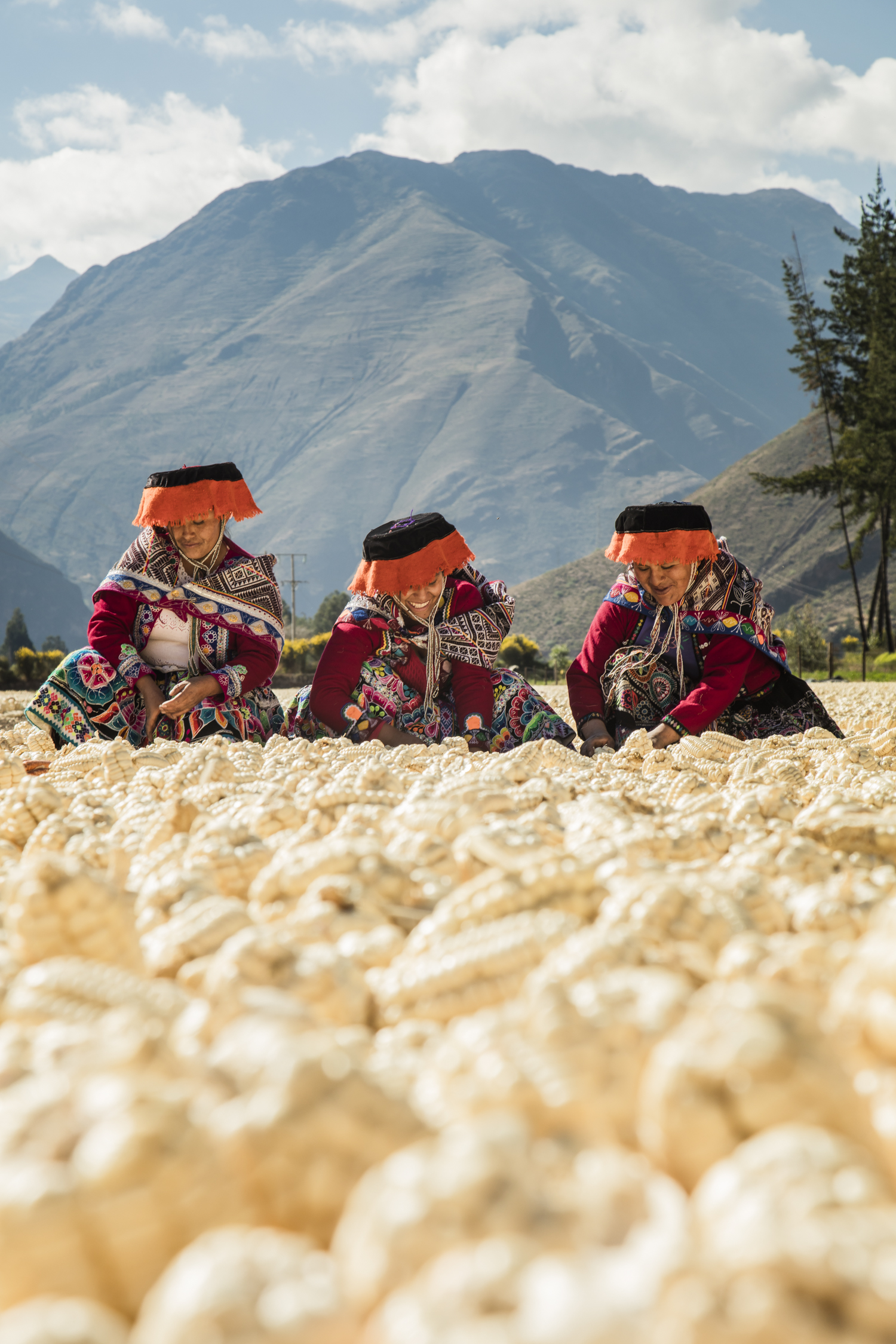 Cosecha web 2018-122