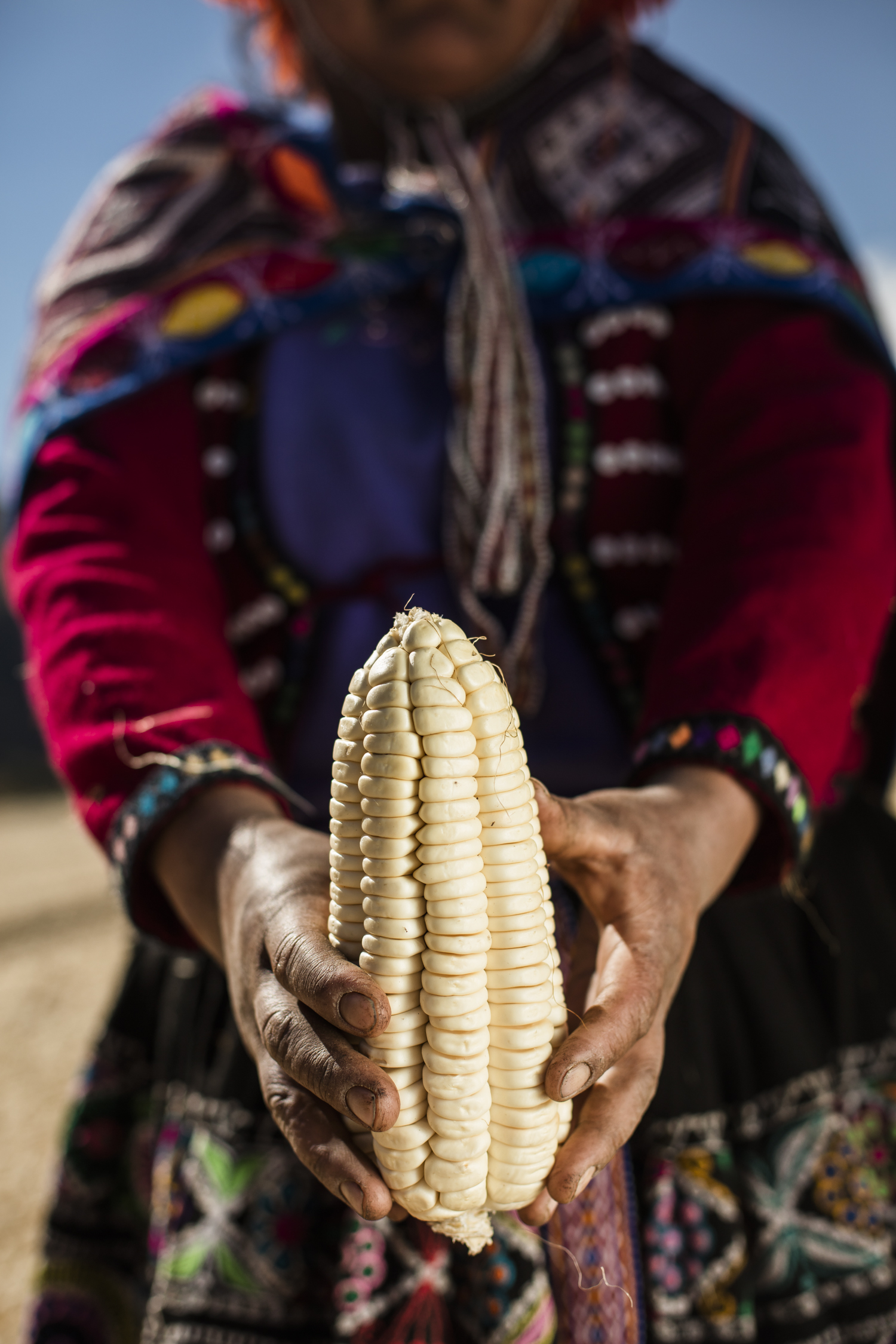 Cosecha web 2018-124