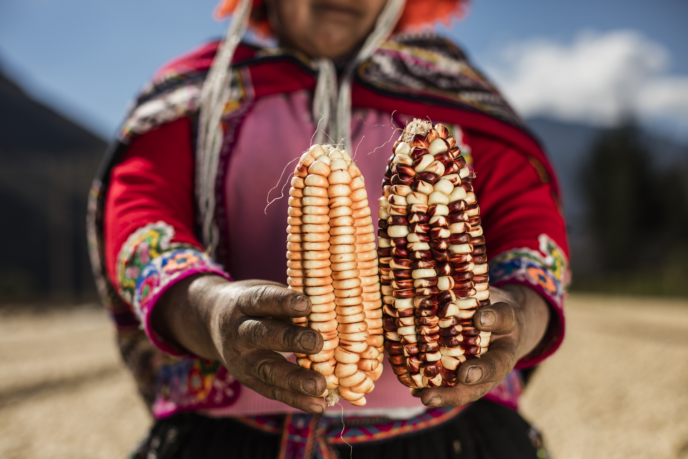 Cosecha web 2018-126