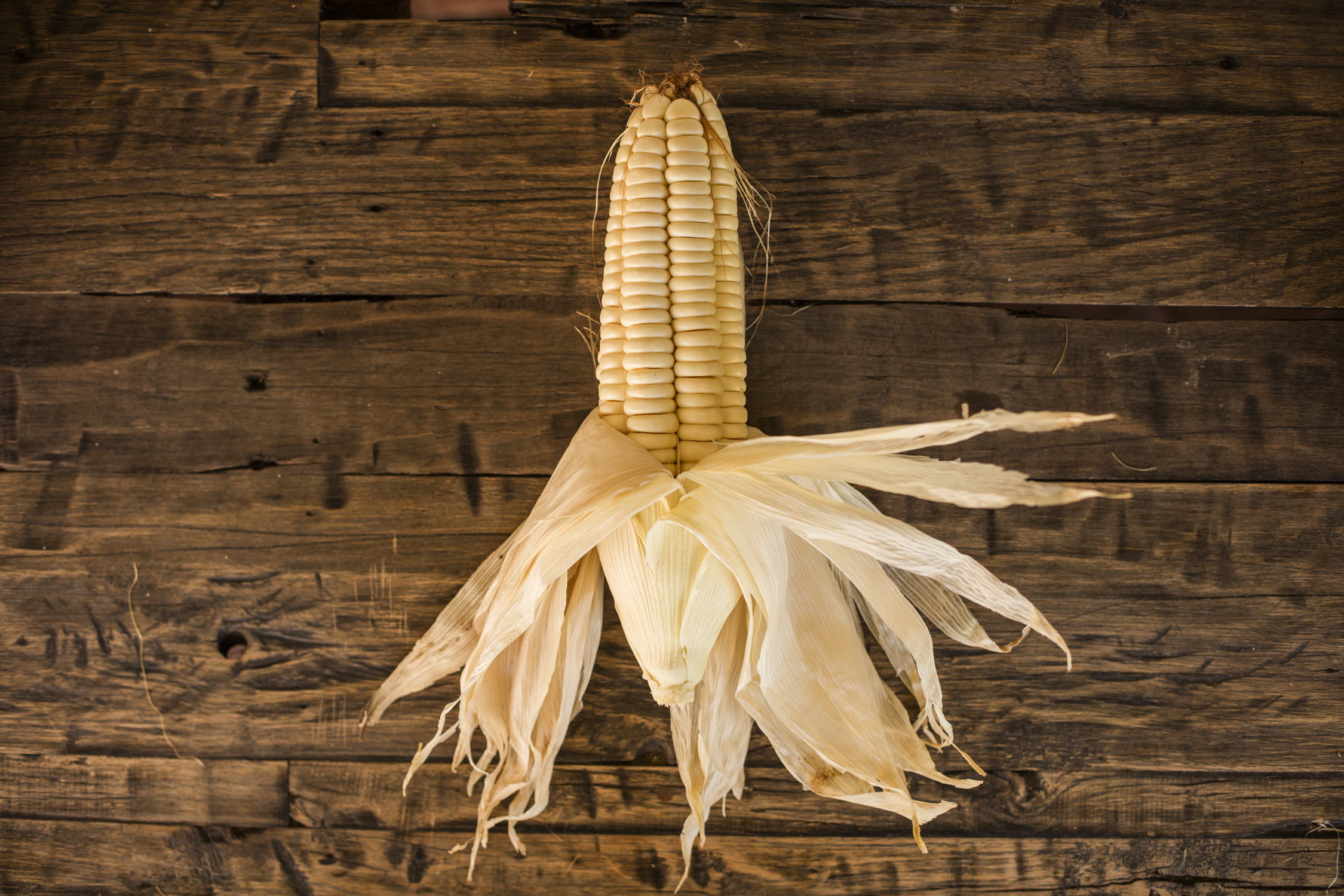 Cosecha web 2018-130