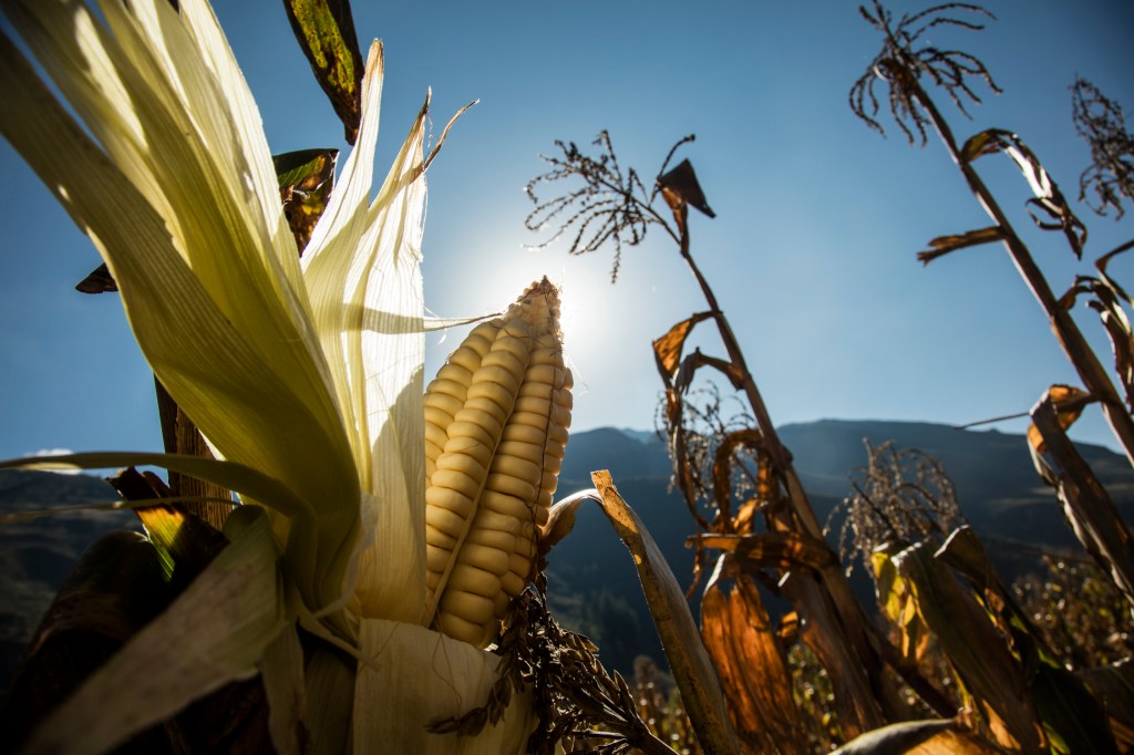 Cosecha Hacienda Sarapampa –&nbsp;Cusco